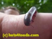 /home//u458753944/public_html/sourcegallery///////////////////////////////////////Insects and small critters/millipedes and centipedes/P1130872.JPG